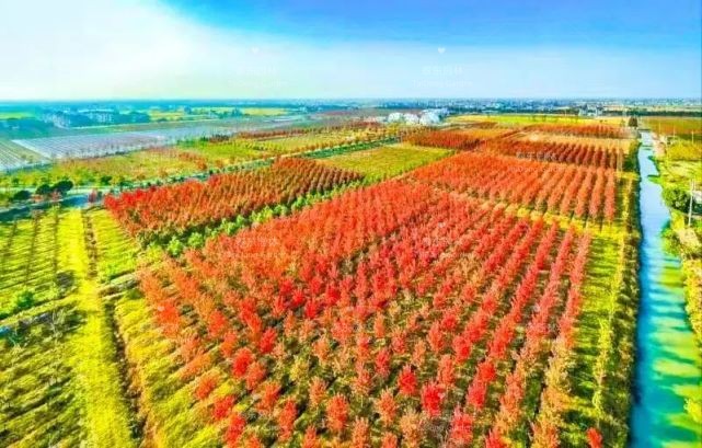 1616986262209113.jpg 花箱