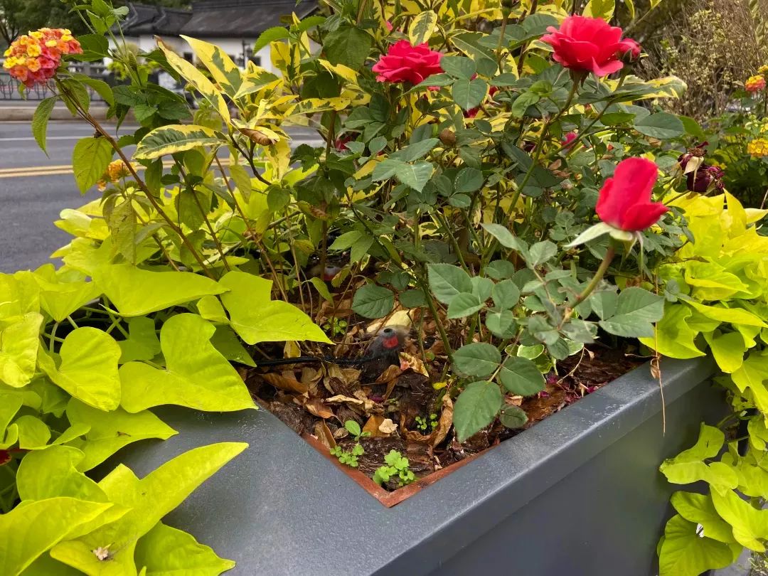 1689122606871842.jpeg 09.jpeg